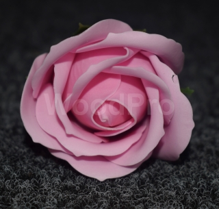 Trandafir de sapun Roz